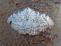 Caloschemia pulchra