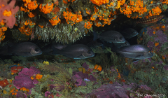 Plectorhinchus mediterraneus