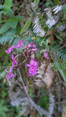 (c) Thibaud Aronson, some rights reserved (CC BY-SA) Epidendrum calanthum, photograph (c) Thibaud Aronson, some rights reserved (CC BY-SA)