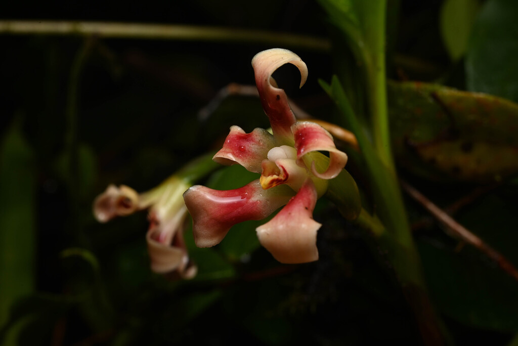Maxillaria campanulata