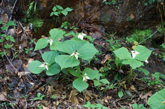 Trillium simile