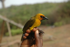 Ploceus brachypterus