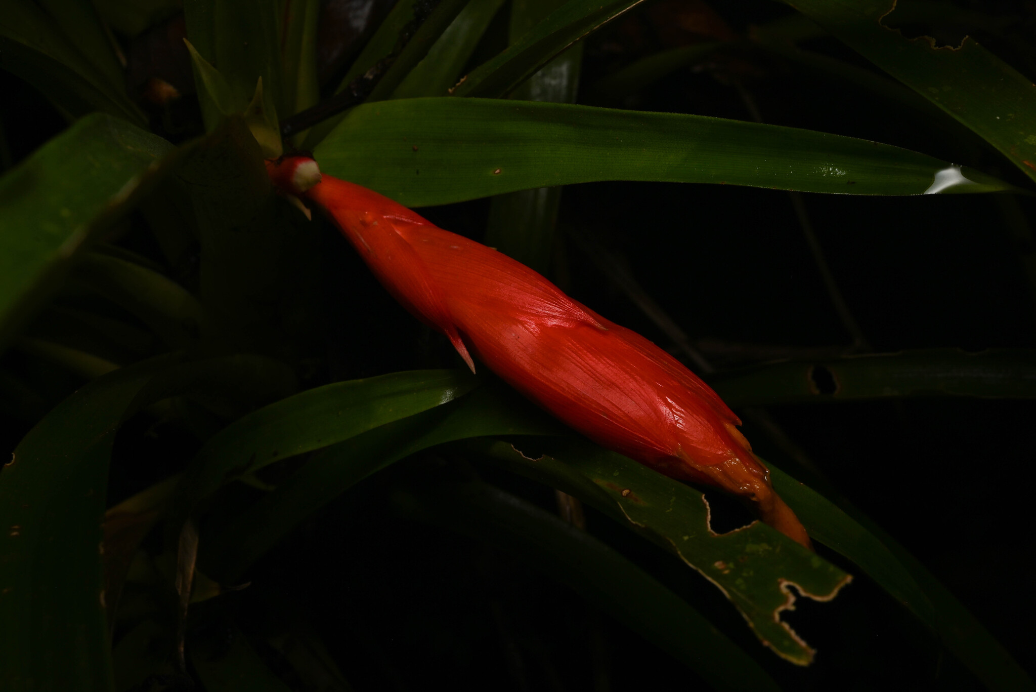 Guzmania nicaraguensis