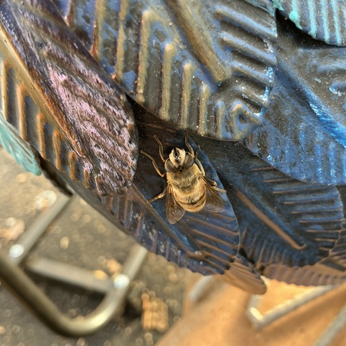 Unknown species found near Laurel Terr, Teaneck, NJ, US