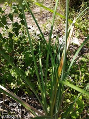 Cyperus ligularis