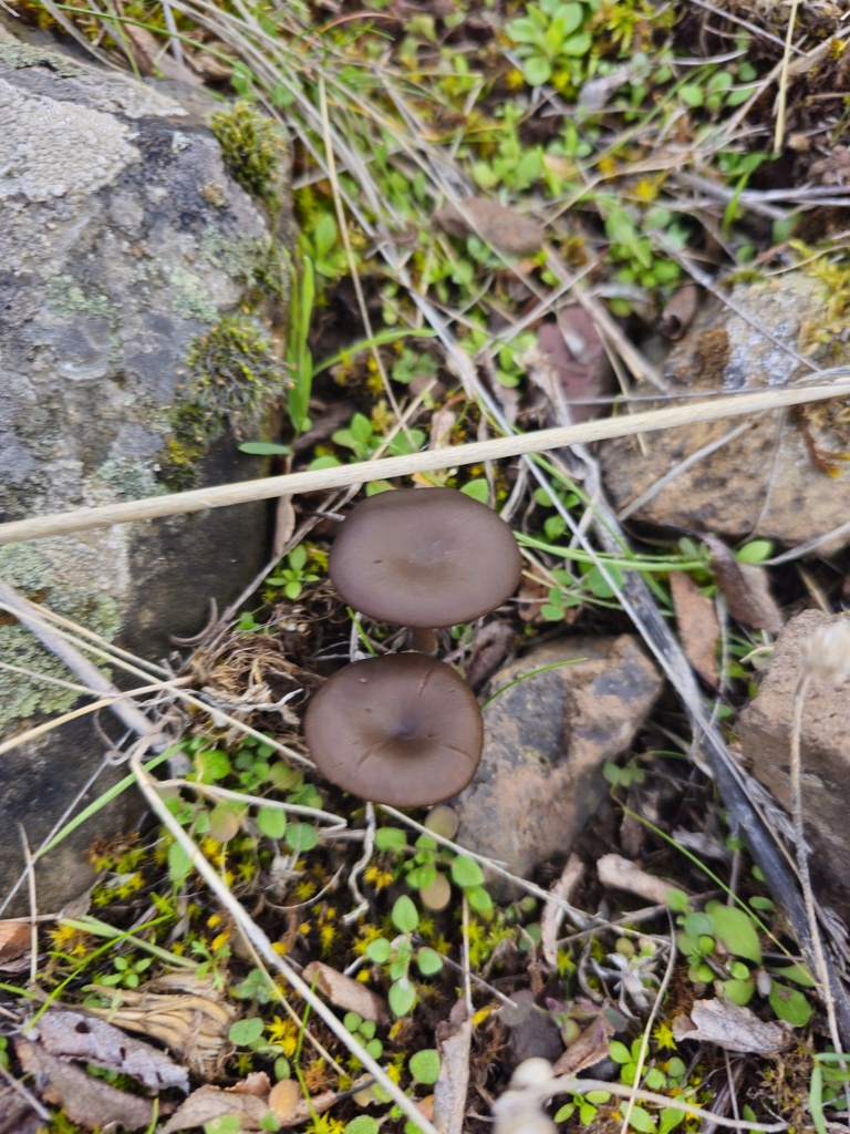 Pseudoclitocybe cyathiformis · November 2025 · photo: © salix-babylonica (iNaturalist, cc0)
