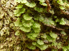 Crepidomanes minutum