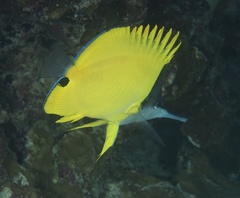 Forcipiger longirostris