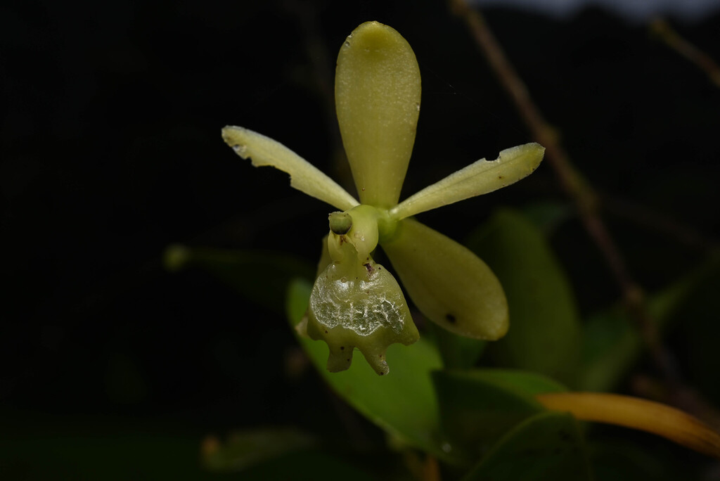 Epidendrum candelabrum