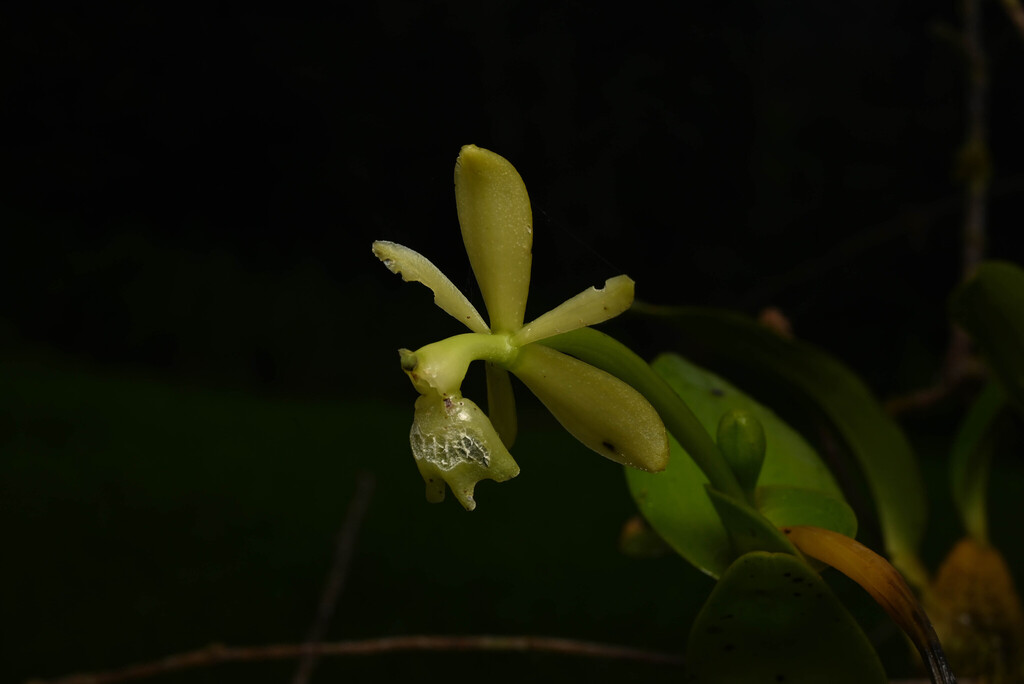 Epidendrum candelabrum Hágsater 2