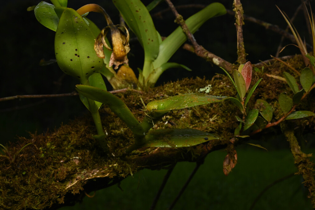 Epidendrum candelabrum Hágsater 3