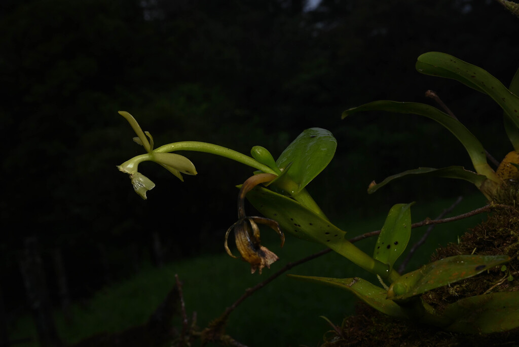 Epidendrum candelabrum Hágsater 4