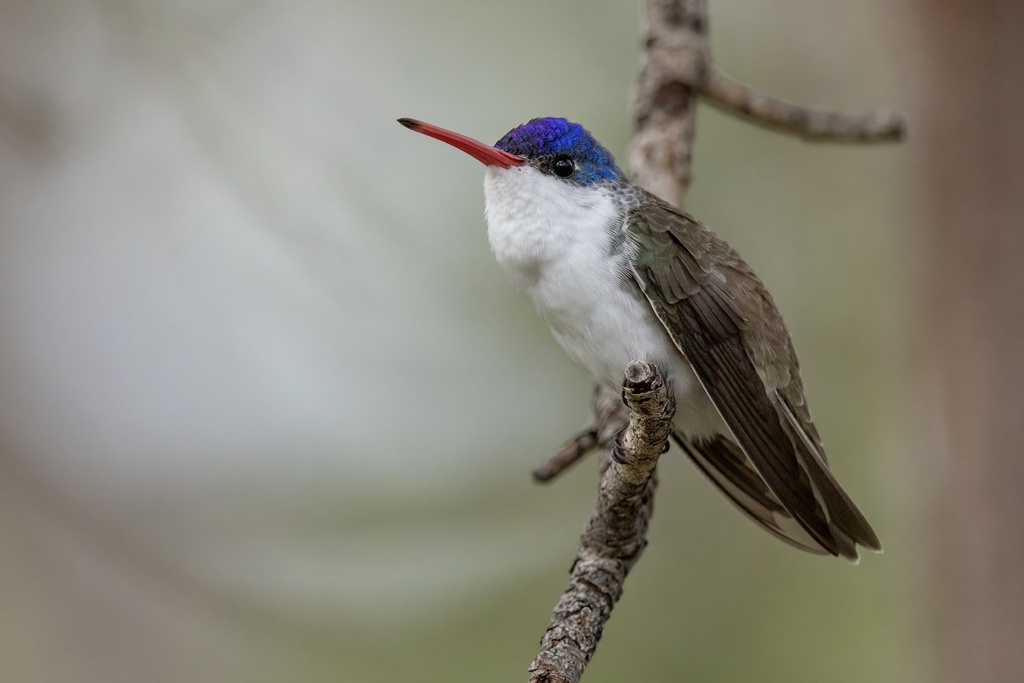 Violet-crowned Hummingbird