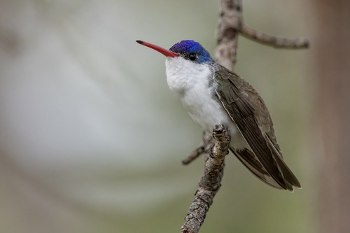 Violet-crowned Hummingbird