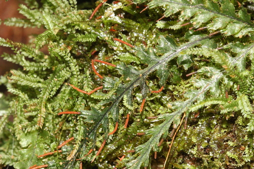 Trichomanes crinitum