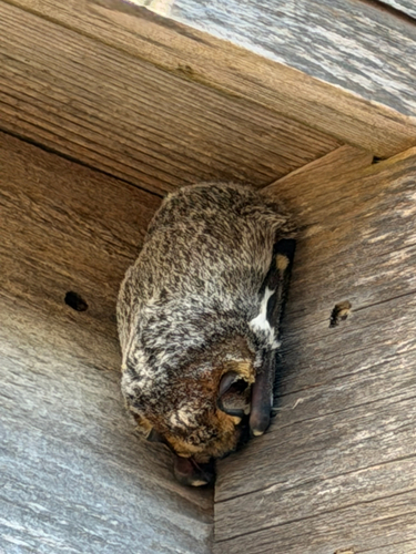 Northern Hoary Bat observed by pipermylu