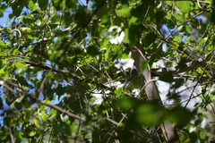 Dendroaspis polylepis