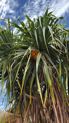 Pandanus tectorius observed 2025-11-17