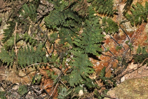 Vandenboschia rupestris