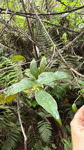 Alyxia stellata observed 2025-11-21