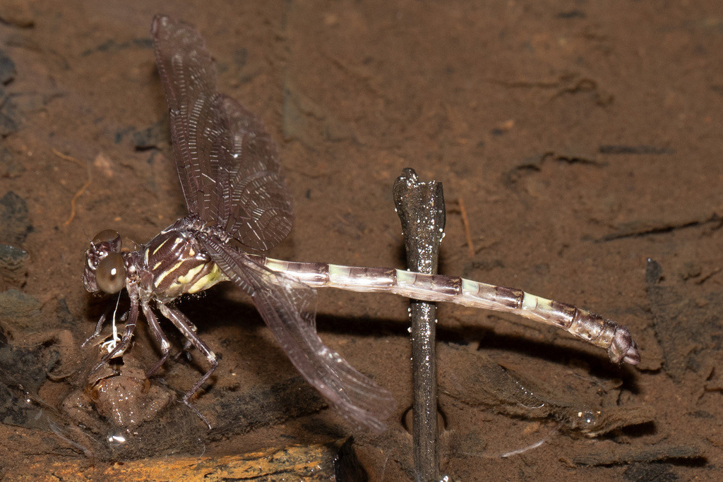 Plate-crowned Knobtail