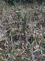 Hypericum cistifolium