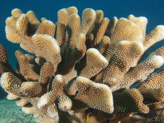 Pocillopora grandis