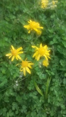 Asteraceae