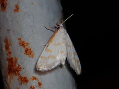 Leptosteges onirophanta