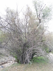 Forestiera phillyreoides