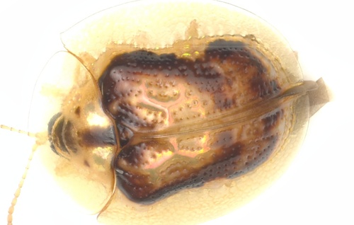 Cassida ancorifera