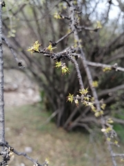 Forestiera phillyreoides