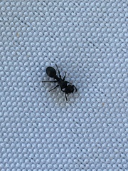 Procryptocerus
