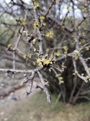 Forestiera phillyreoides