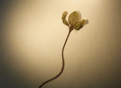 Coprosma propinqua