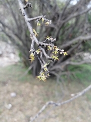 Forestiera phillyreoides