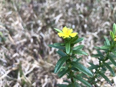 Hypericum cistifolium