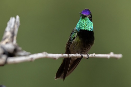 Rivoli's Hummingbird