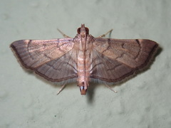 Salbia