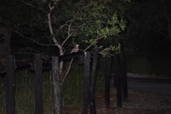 Caprimulgus rufigena