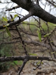 Forestiera phillyreoides