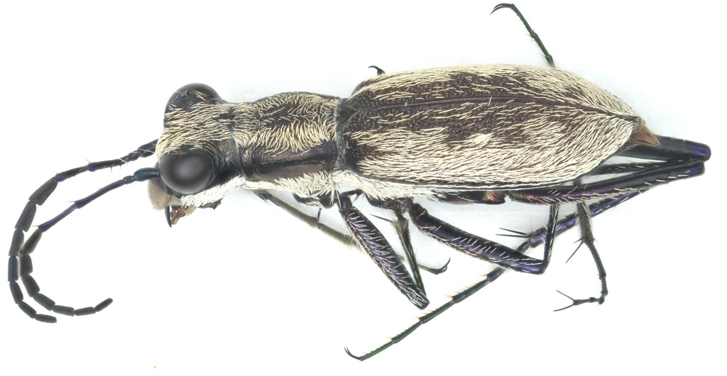 Trichotaenia mireki
