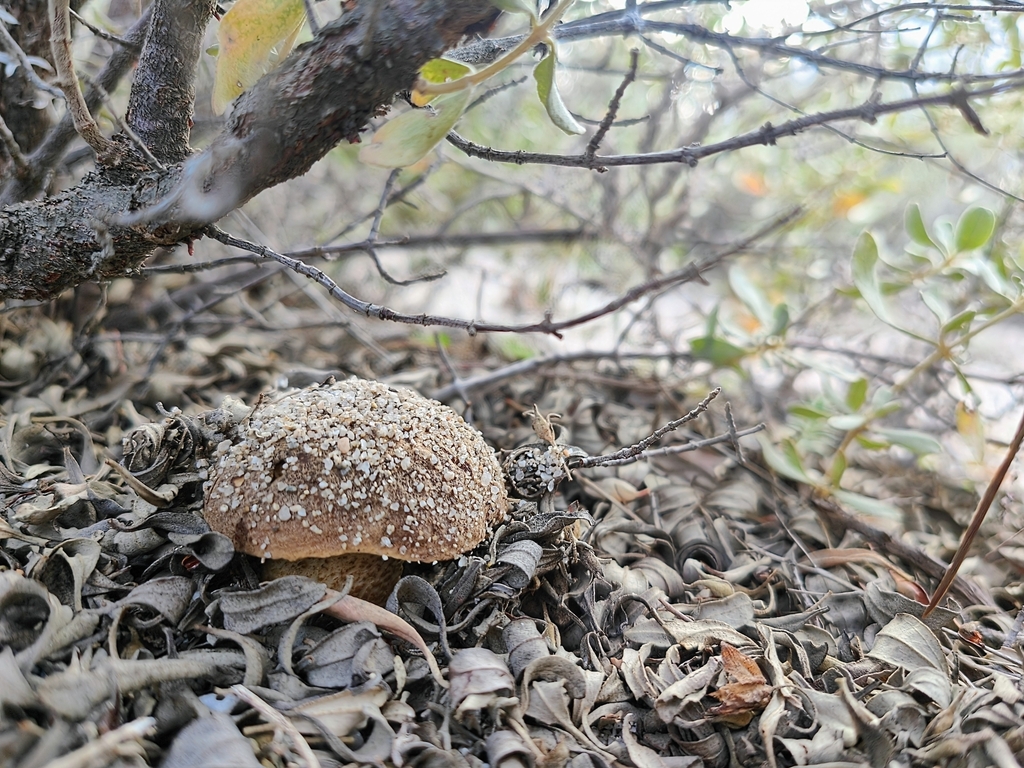 Leccinellum sandmanii