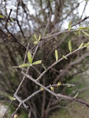 Forestiera phillyreoides