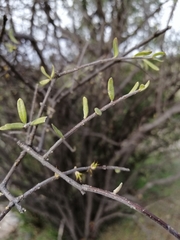 Forestiera phillyreoides