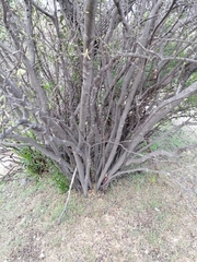 Forestiera phillyreoides