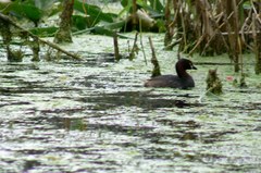 Tachybaptus ruficollis