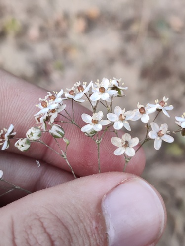 Gilded Spookasem (Pharnaceum aurantium)
