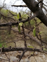 Forestiera phillyreoides