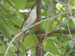 Gavicalis versicolor